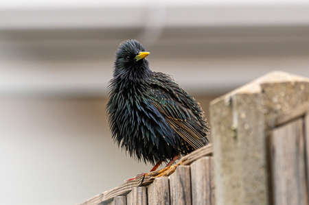 Male starling bird with wet plumage feathers perched on a wooden fenceの写真素材
