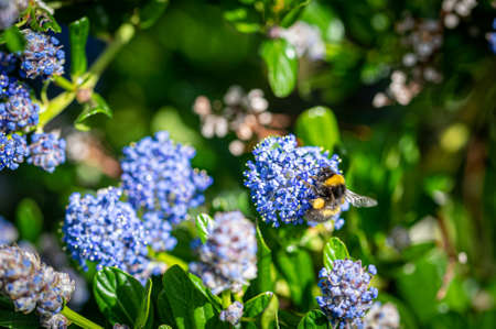 Bumblebee collecting pollen from a Californian Lilac bush, ceanothus thyrsiflorus