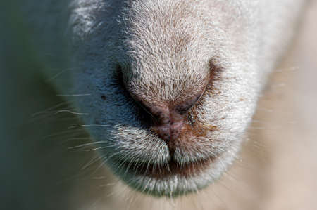 Snout nose of a young lambの写真素材