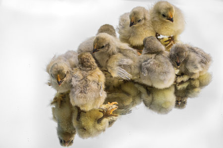 Two day old Lavender Pekin Bantam chickensの写真素材