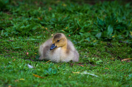 Canada goose, branta canadensis, goslingの写真素材