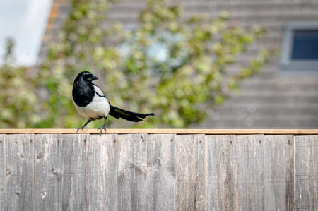 Common european magpie, pica picaの写真素材
