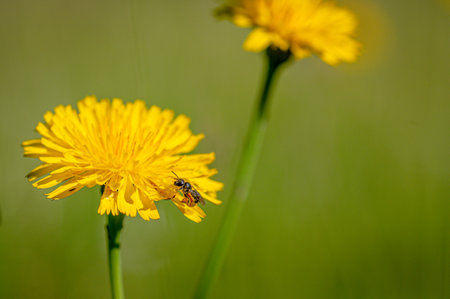 Black soldier fly, hermetia illucens, collecting pollen from a dandelion flower