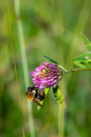 Bombus pascuorum, common carder bee collecting pollen from a clover flowerの写真素材