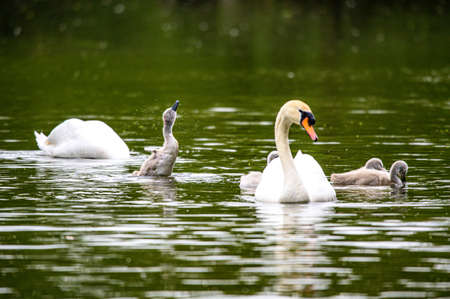 Cygnets and adult mute swans, cygnus olor, shaking water from young feathersの写真素材
