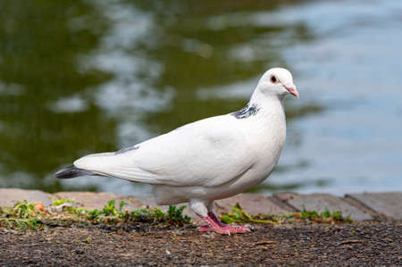 Albino white pigeonの写真素材