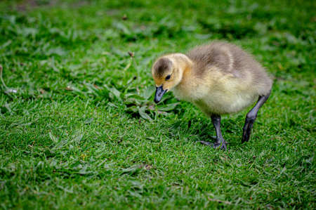 Canada goose, branta canadensis, goslingの写真素材