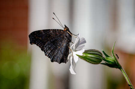 Peacock butterfly, Aglais io, resting on a white flowerの写真素材