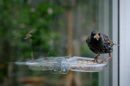 Starling bird, sturnus vulgaris, on window suet feeder with reflectionの写真素材