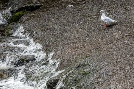 Allan water with seagull waiting for fish standing in a weirの写真素材