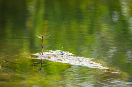 Common darter dragonflies mating and egg laying