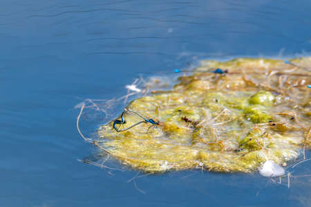 Common Blue damselflies mating on algae floater