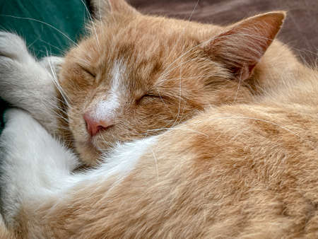 Sleeping ginger tom cat