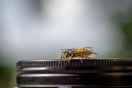 Wasp on a jam jar lid