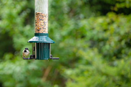 Coal tit, periparus ater, perched on a garden bird feederの写真素材