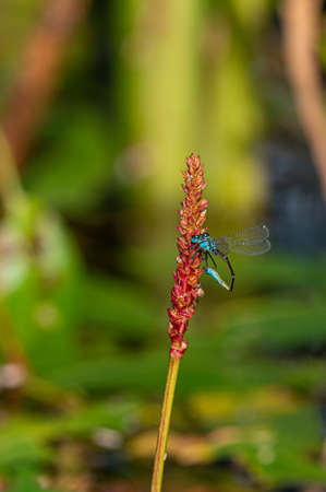 Blue tailed damselfly, Ischnura elegans, female, cleaning her appendagesの写真素材
