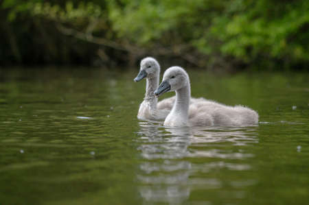 Mute cygnet swans with grey down feathersの写真素材