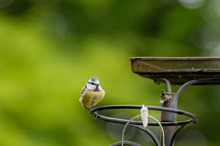 Bluetit, cyanistes caeruleus, perched on a bird feederの写真素材