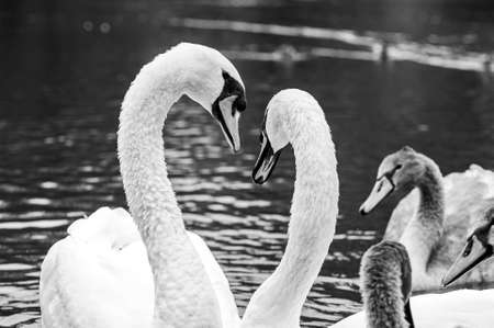 Partnership and elegance of adult mute swans
