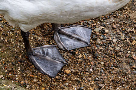 Webbed feet of adult mute swansの写真素材