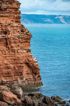 Cormorants perched on Red Otter Sandstone cliffs at Danger Point, walking east from Otterton Ledge, Devonの写真素材