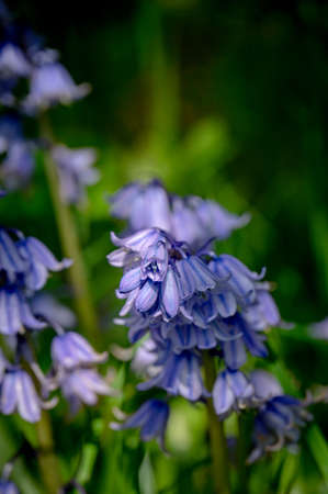 Sunbeams lighting up blue bell flowers in springの写真素材