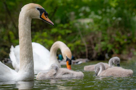 Cygnets of mute swans, cygnus olorの写真素材