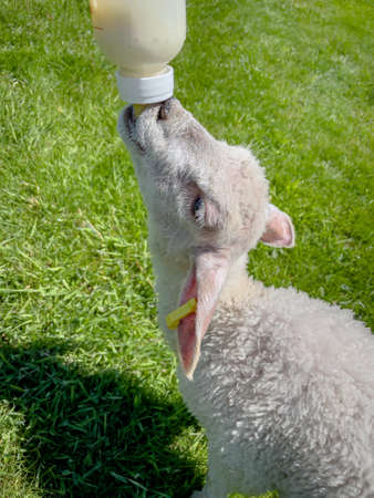 Hand feeding a young lamb from a bottleの写真素材