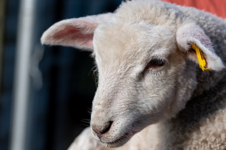 Portrait of a young lambの写真素材