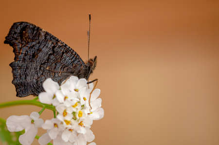Newly emerged peacock butterfly resting on a corn flower in morning sunlightの写真素材