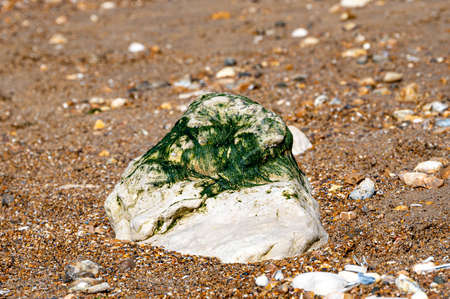 Seaweed on rocks on sand beach at Hunstanton Beach, Norfolk