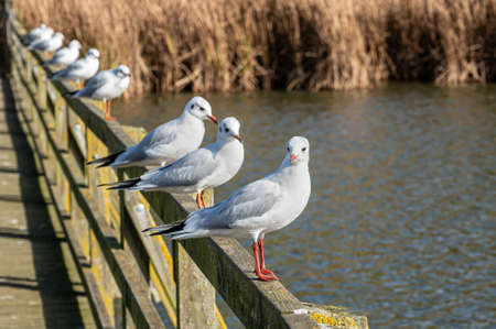 Black headed gull, chroicocephalus ridibundus, in winter plumageの写真素材