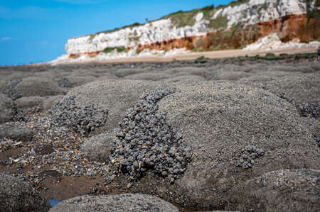 Boulders, or stones arranged in straight lines covered in mussels and barnacles at Hunstanton Beach, Norfolkの写真素材