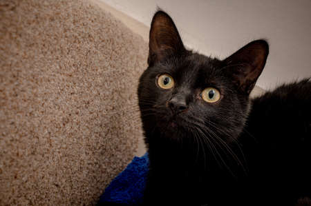 Five month old kitten, domestic black cat