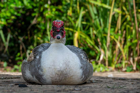 Muscovy ducksの写真素材