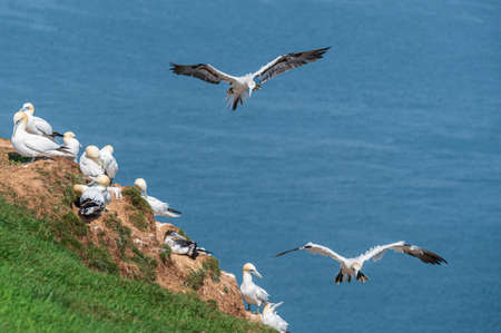 Northern gannet, morus bassanus, coming into landの写真素材
