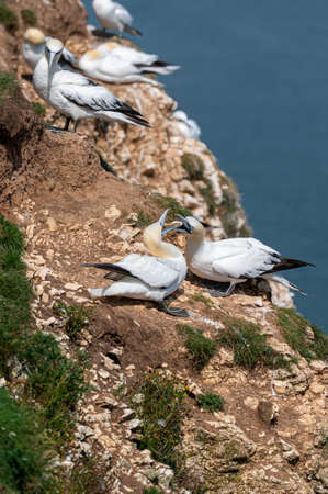 Northern gannet, morus bassanus, perched on cliff rocksの写真素材