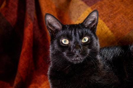 Black catの写真素材