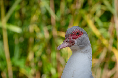 Muscovy ducks