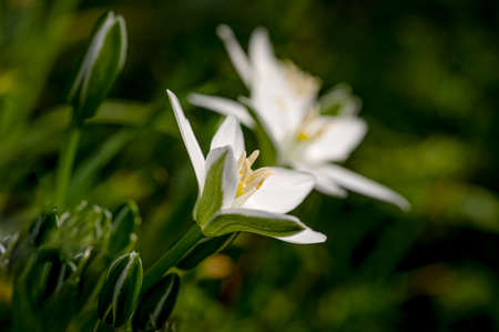 Star of Bethlehem, Ornithogalum umbellatum, wildflowerの写真素材