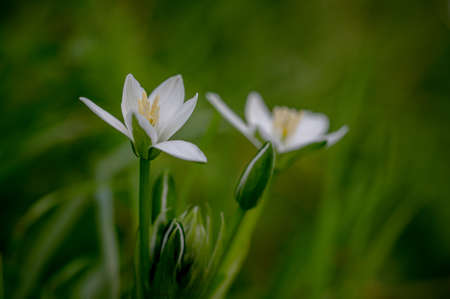 Star of Bethlehem, Ornithogalum umbellatum, wildflower