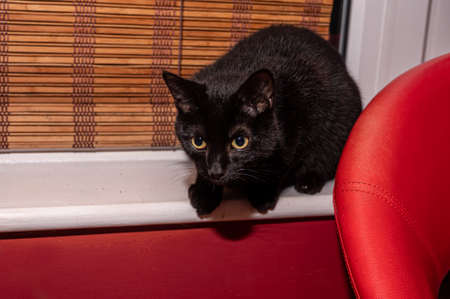 Domestic black cat kitten ready to pounceの写真素材