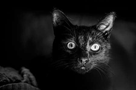 Domestic black kittenの写真素材