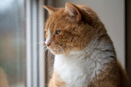 Ginger cat looking out of the window