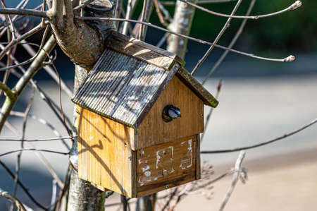 Urban garden wildlife, bluetits, cyanistes caeruleus, building a nest of moss and twigsの写真素材
