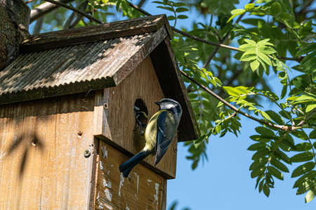 Male bluetit, cyanistes caeruleus, visiting nest box and feeding female bird a caterpillar whilst...