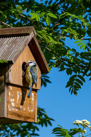 Male bluetit bird, cyanistes caeruleus, visiting nest box with a small caterpillar for the female...