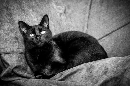 Domestic black cat kittenの写真素材