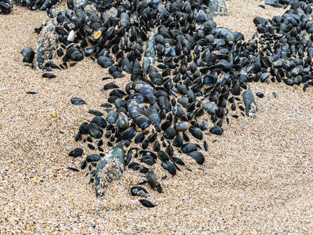 Bivalve molluscs attached to rocks on Saunton Sands beach, Devon, UK