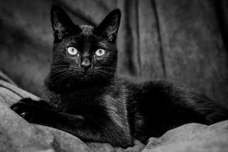 Male bluetit, cyanistes caeruleus, visiting nest box and feeding female bird a caterpillar whilst she incubates eggsの写真素材